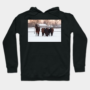 Four horses grazing on snowy pasture Hoodie